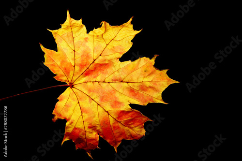 Colorful leaf over black background. Abstract nature background. Autumn background. 