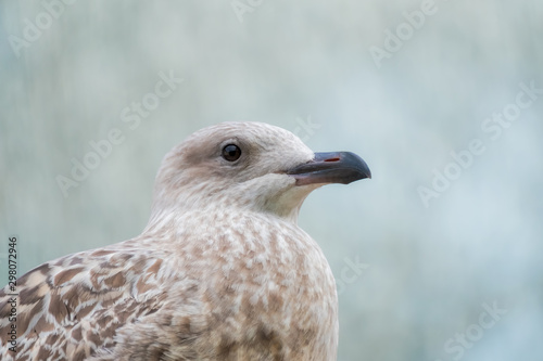 Herring gull juvenile © HighlandBrochs.com