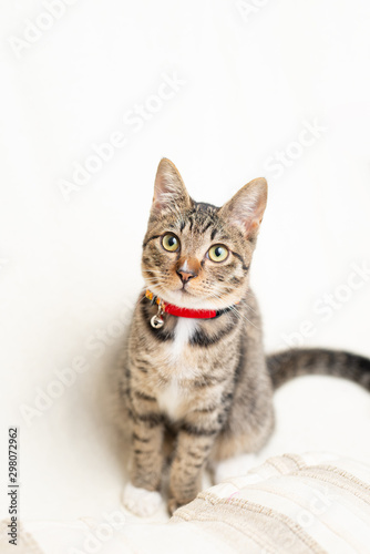Fototapeta Naklejka Na Ścianę i Meble -  かわいい猫