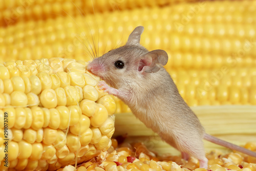 Close-up young  gray mouse stands on its hind legs and bites the corn cob in the warehouse.Small DoF focus put only to mouse head.
