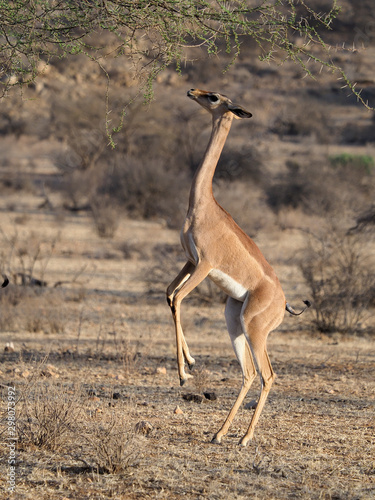 Gerenuk  Litocranius walleri