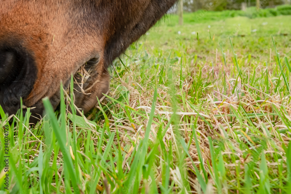Detailed, shallow focus image of a chestnut coloured Horse seen grazing at ground level in a summer meadow, eating grass. Detailed, shallow focus image of a chestnut coloured Horse seen grazing at ground level in a summer meadow, eating grass.