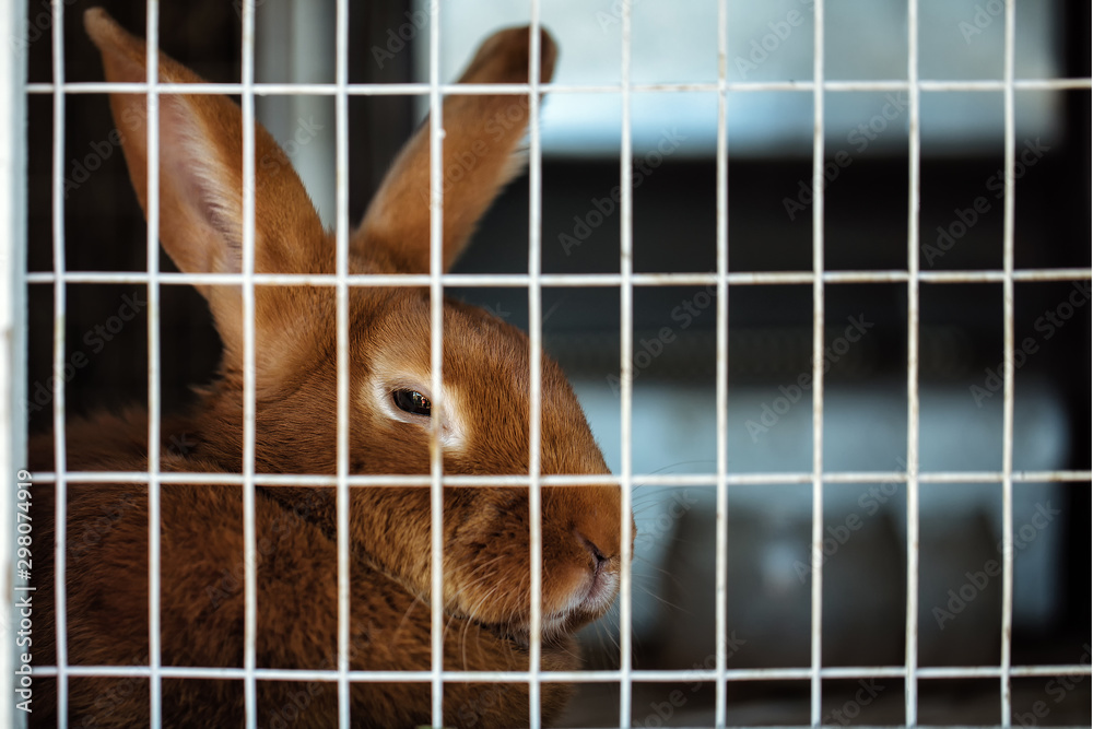 Obraz premium rabbit in a cage
