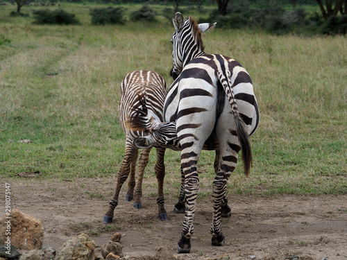Grants zebra  Equus quagga boehmi 