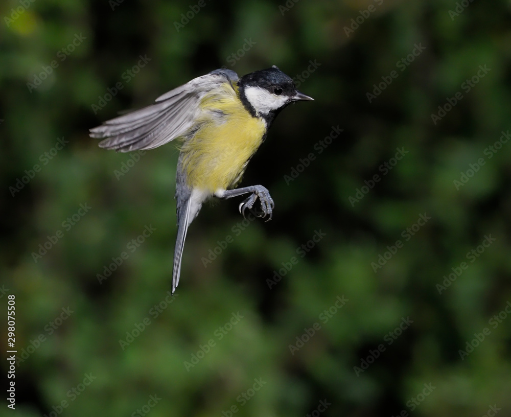 Fototapeta premium Great tit, Parus major,