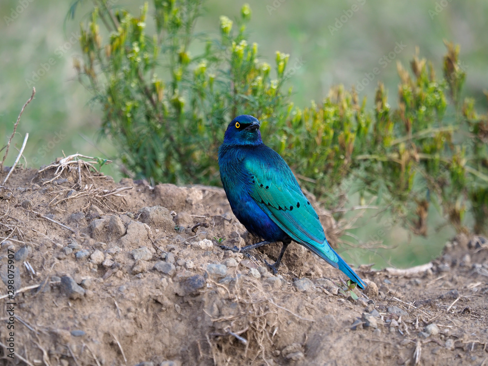 Obraz premium Greater blue-eared starling, Lamprotornis chalybaeus,