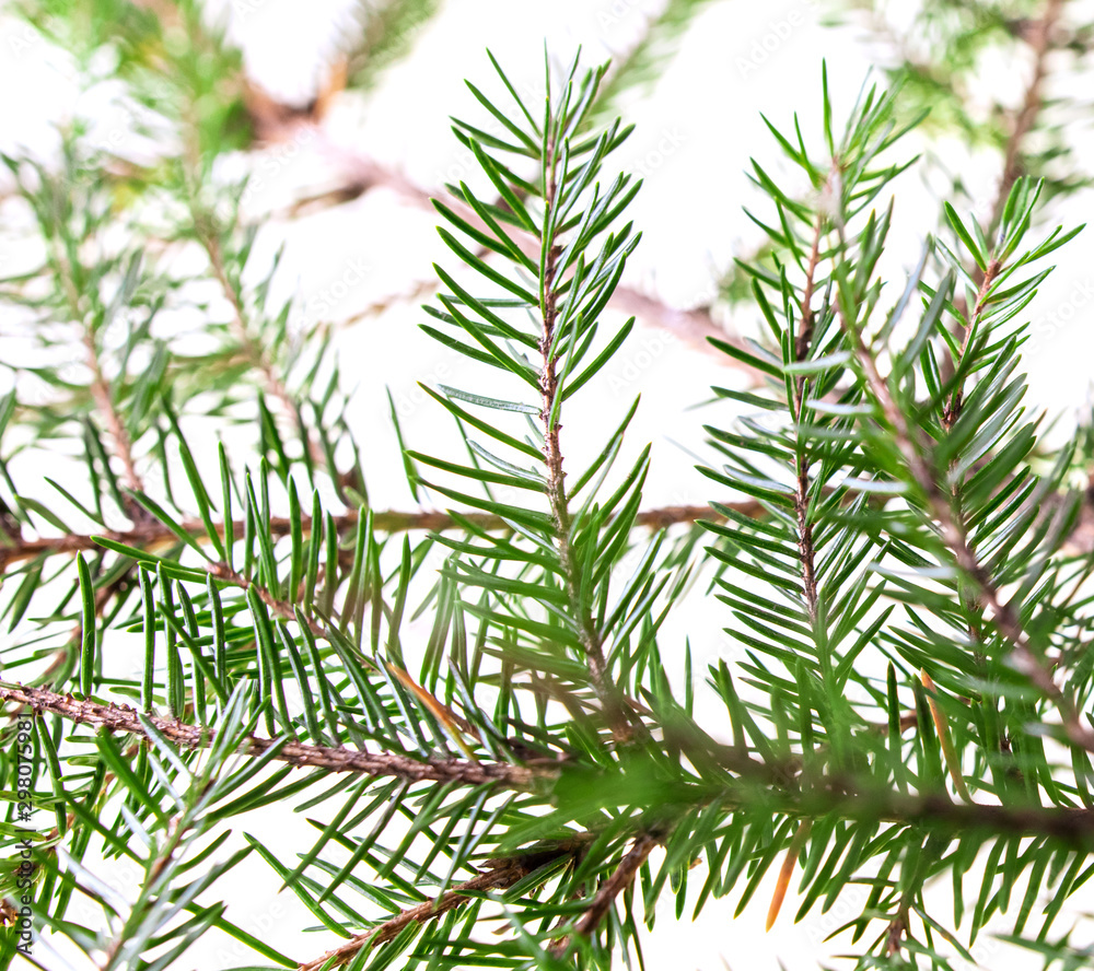 Obraz Green needles on a Christmas tree branch