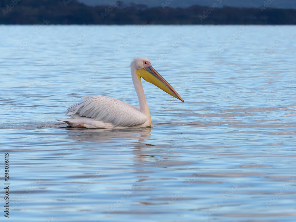 Great-white pelican, Pelecanus onocrotalus, Great-white pelican, Pelecanus onocrotalus,