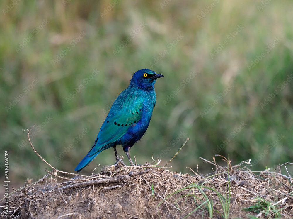 Greater blue-eared starling, Lamprotornis chalybaeus,
