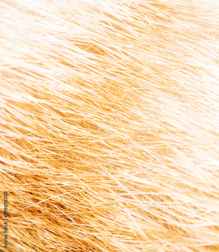 Fototapeta premium Red hair on a cat as a background