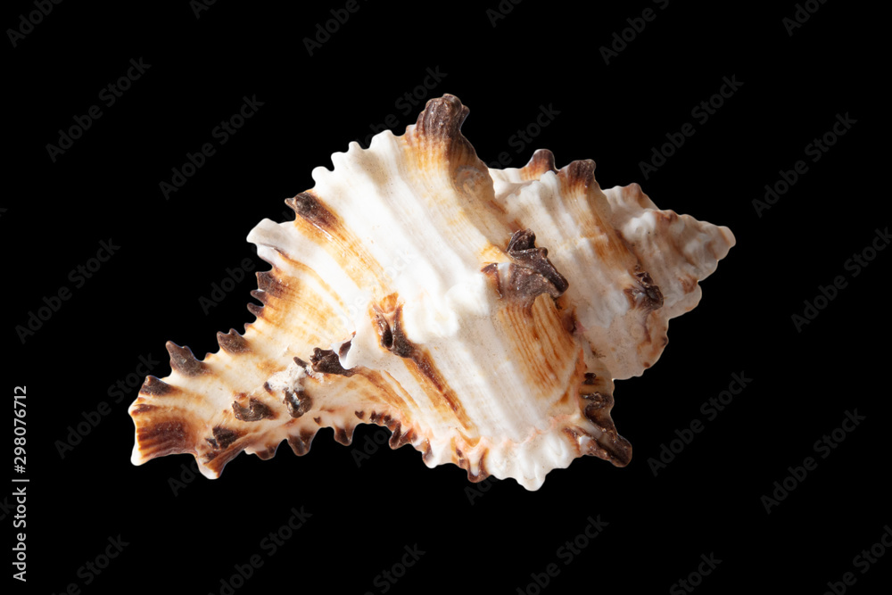 Sea shell isolated on a black background Sea shell isolated on a black background