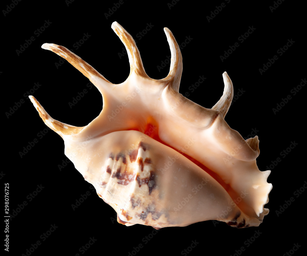 Sea shell isolated on a black background Sea shell isolated on a black background