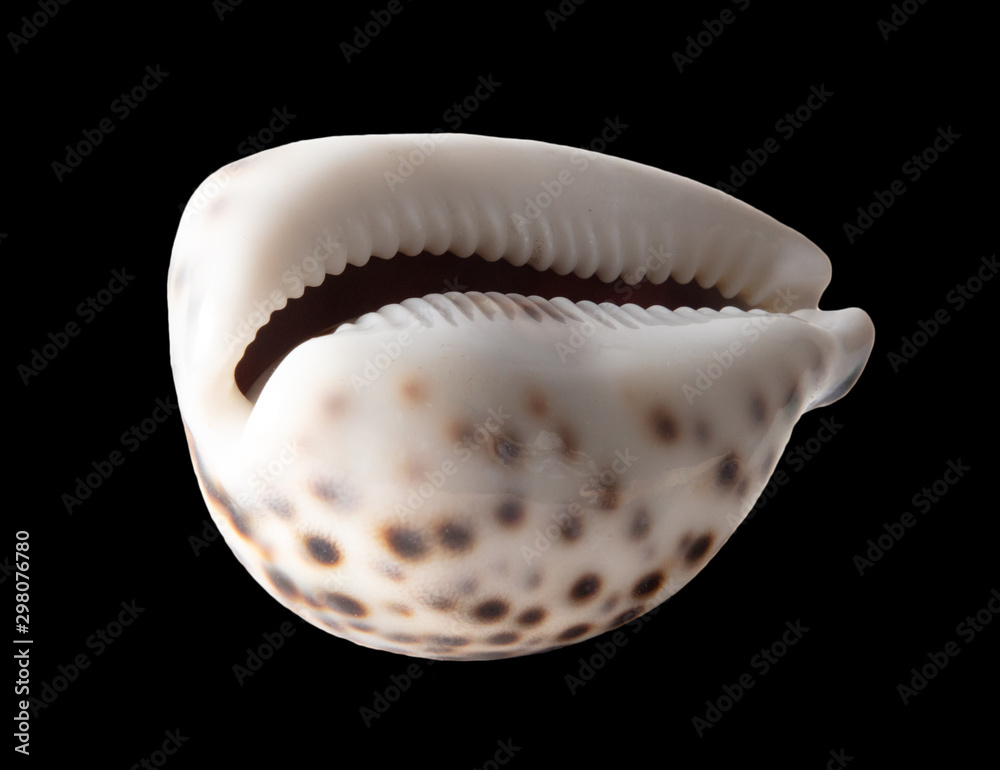 Sea shell isolated on a black background