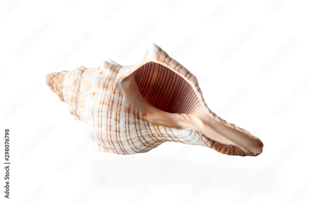 Sea shell isolated on a white background Sea shell isolated on a white background