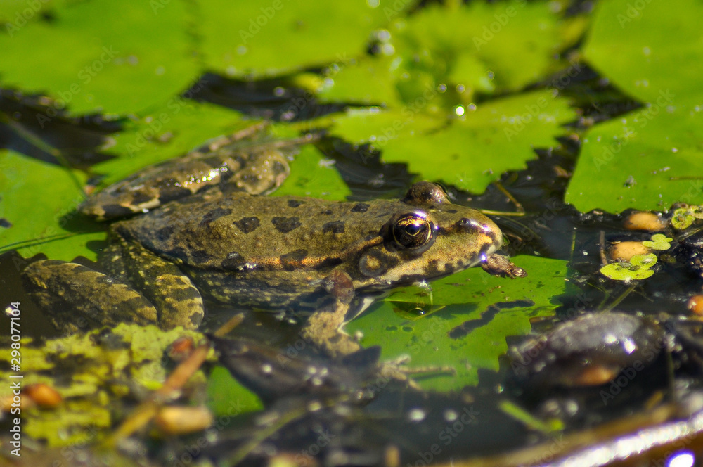 Small frog in boreal Carpathian forests Small frog in boreal Carpathian forests
