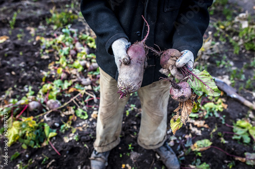 Harvest of red beets in the hands of a farmer