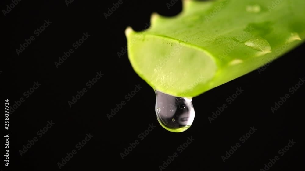 Aloe Vera Gel dripping from Aloe green leaf close-up. Skin care, healthcare concept. Drop of Aloevera fresh juice macro shot. Alternative medicine. Isolated on black background. Slow motion 4K UHD Aloe Vera Gel dripping from Aloe green leaf close-up. Skin care, healthcare concept. Drop of Aloevera fresh juice macro shot. Alternative medicine. Isolated on black background. Slow motion 4K UHD