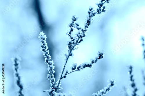 Dry grass in the winter forest close up. Natural background blue color toned