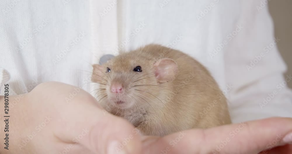 Cute brown rat feeling love, caring and safety in female owner hands. Woman in white. Symbol of coming 2020 New Year, Christmas Cute brown rat feeling love, caring and safety in female owner hands. Woman in white. Symbol of coming 2020 New Year, Christmas
