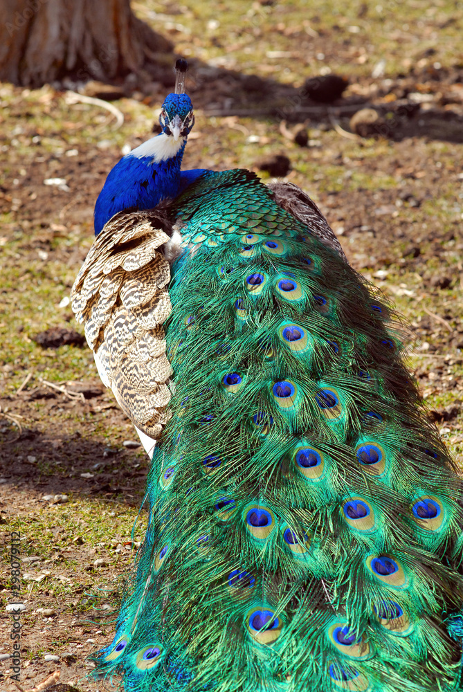Obraz premium Peacock or Indian peafowl. Esfahan, Iran.