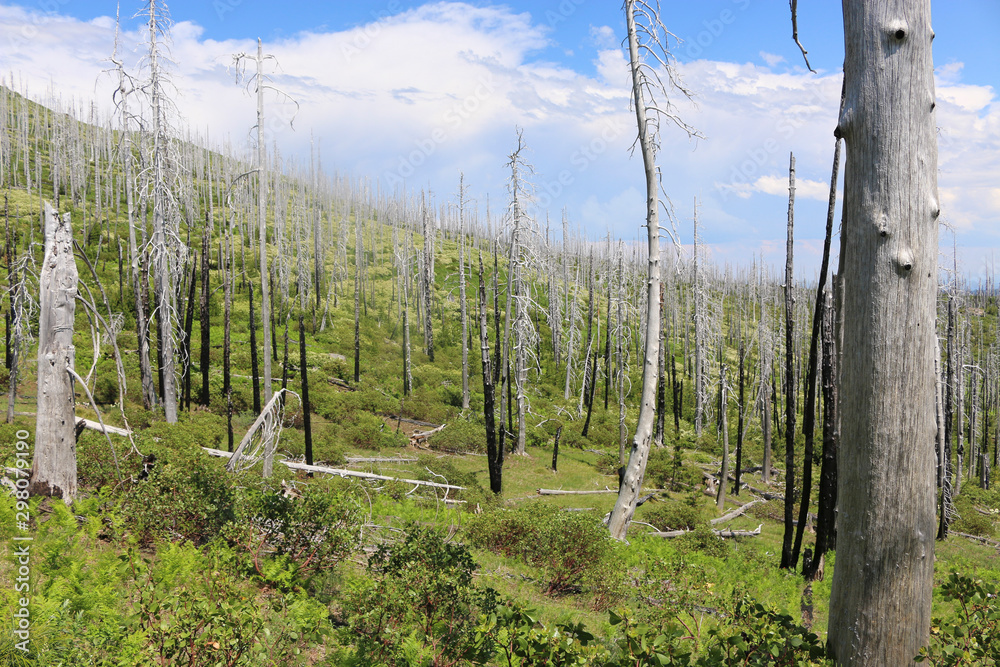 burnt forest burnt forest