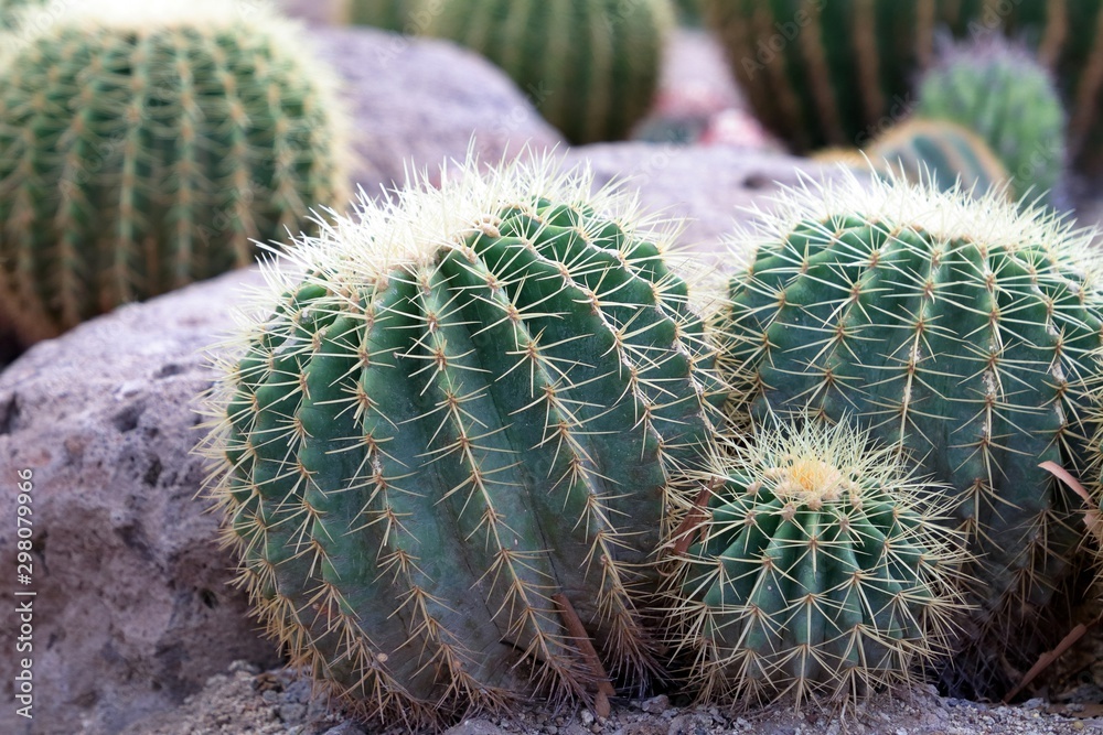 Golden barrel cactus (Echinocactus grusonii) plant decoration in garden. Golden barrel cactus (Echinocactus grusonii) plant decoration in garden.