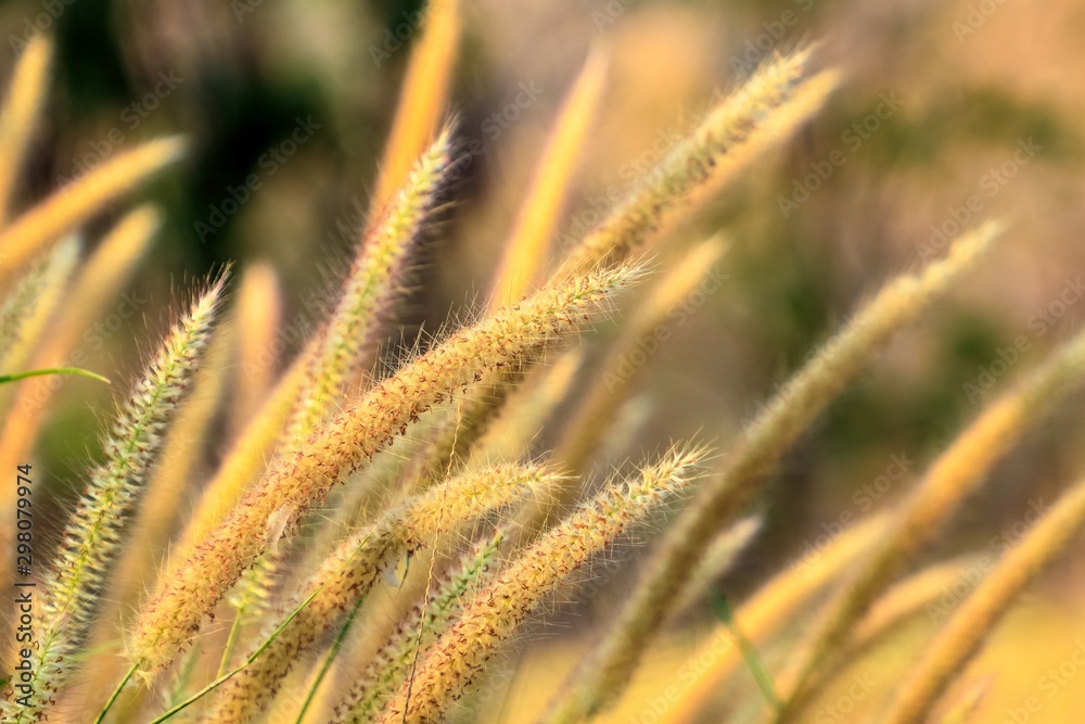 Mission grass or Feather pennisetum tilting under the wind in field, Yellow tone natural background. Mission grass or Feather pennisetum tilting under the wind in field, Yellow tone natural background.