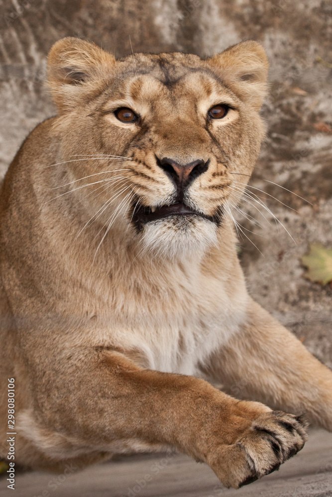 Fototapeta premium Lioness looks at you,look of a predatory cat, head close-up full face