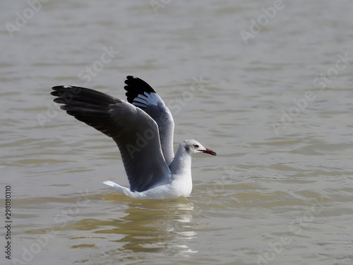 Grey-headed gull, Larus cirrocephalus © Erni