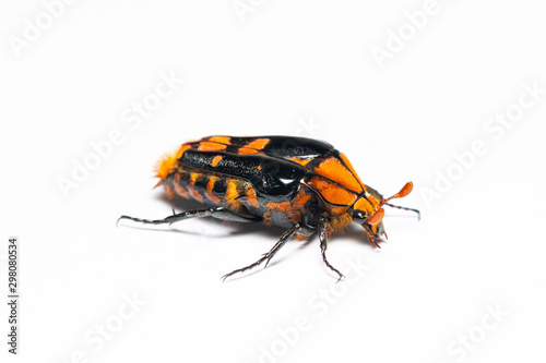 Flower beetle or Coelodera penicillata isolated on white background