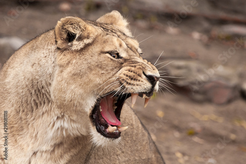 Head of a powerful and angry female lioness close-up  open mouth with bared teeth and red tongue. profile view.