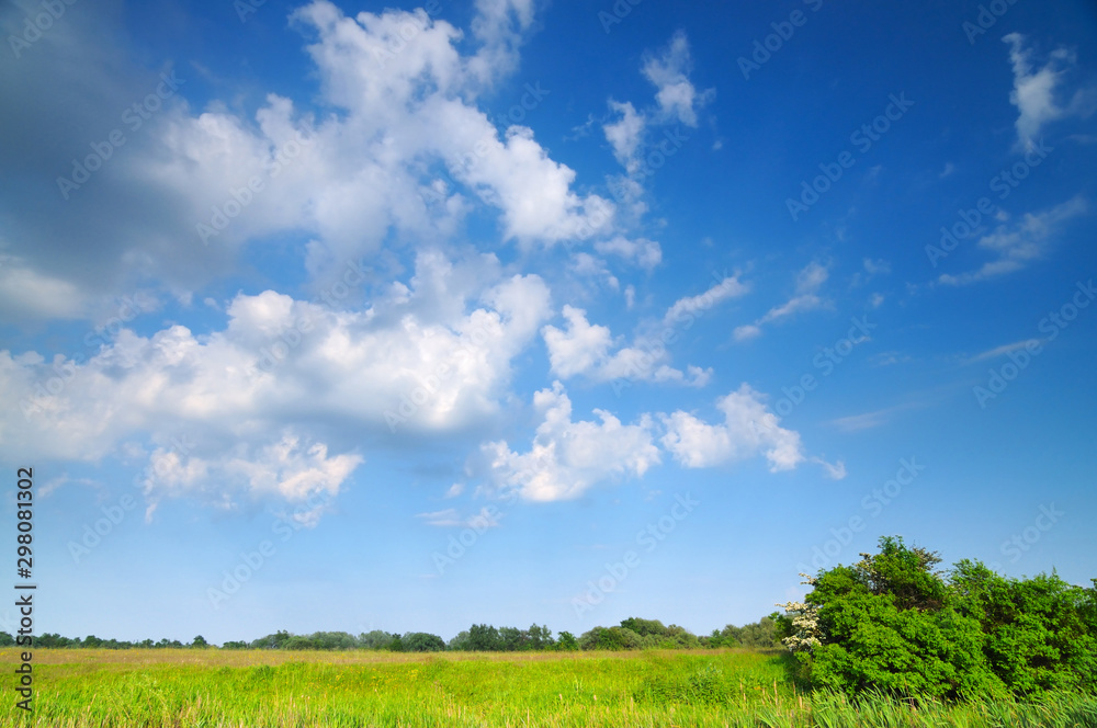 Green large field with grass and flowers