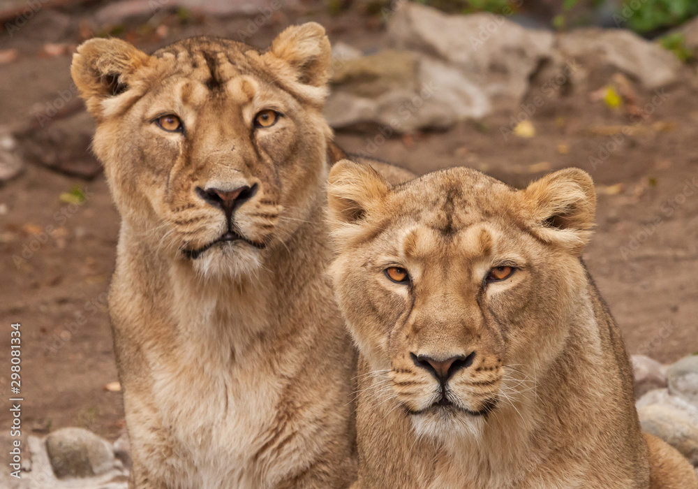 Two samui lions, lionesses (girlfriend ) next to each other are a symbol of female friendship and love.