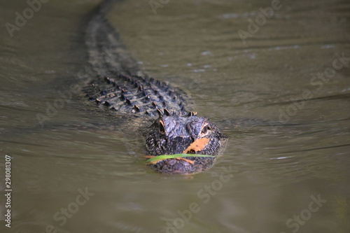 Leaves Stuck to the Snout of an Alligator in the Water photo