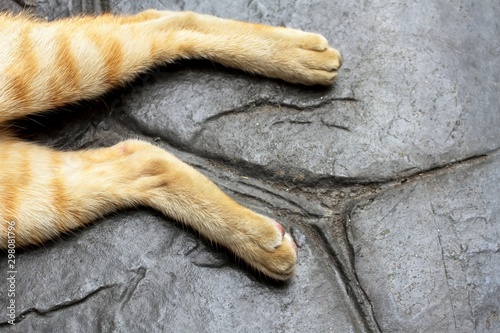  Hind leg of ginger tabby cat lies on stone tile floor. © agencies