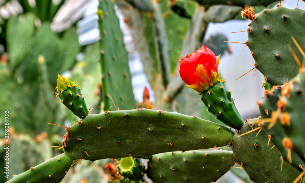 Beautiful view with blooming cactus plant in the botanical garden Beautiful view with blooming cactus plant in the botanical garden