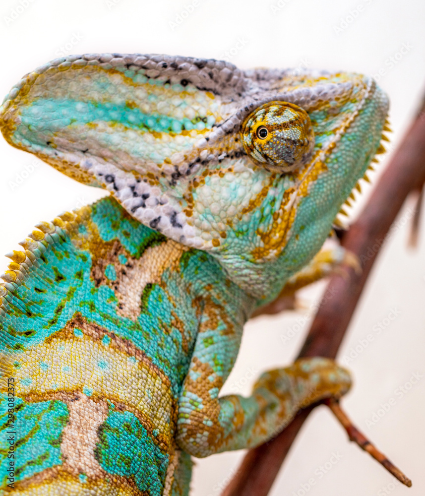 Obraz premium green chameleon close-up on a white background.
