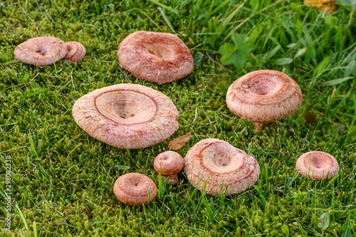 Nine beautiful bearded milkcaps (Lactarius torminosus) are growing in the green moss in countryside.