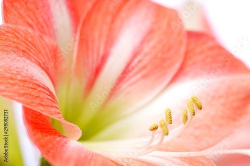 Close-up of a beautiful pink blossoming flower