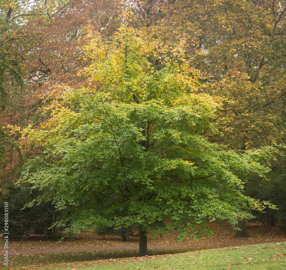 Autumnal colours on a foggy morning in Museumspark in Braunschweig, Germany Autumnal colours on a foggy morning in Museumspark in Braunschweig, Germany