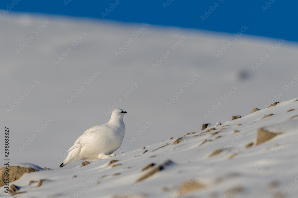 Svalbard Rock ptarmigan, Lagopus muta hyperborea, with winter plumage, in the snow at Svalbard