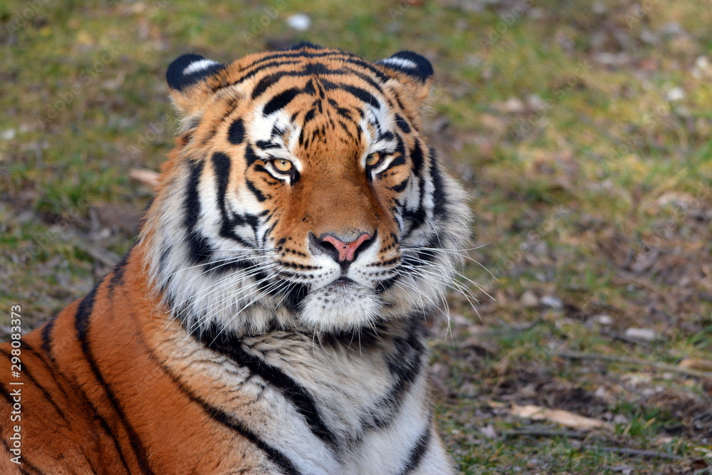 Sibirischer Tiger im Tierpark
