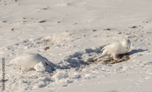 Svalbard Rock ptarmigan, Lagopus muta hyperborea, with winter plumage, searching for food in the snow at Svalbard