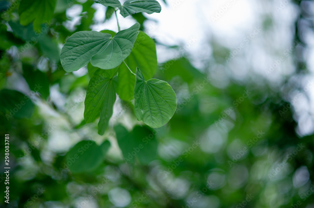 Green leaves are in the green area in the rainy season. Abundant natural concepts
