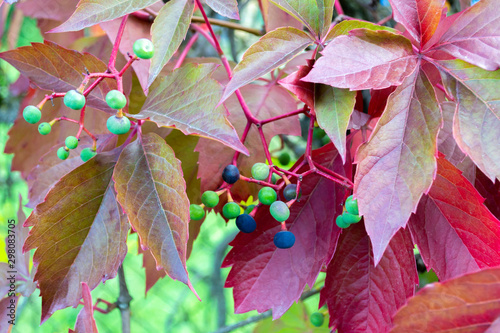 Carved leaf of wild grapes. Purple and green background.  plant parthenocissus henryana. photo