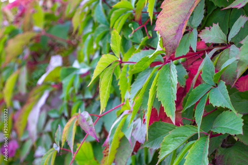 Carved leaf of wild grapes. Purple and green background.  plant parthenocissus henryana. photo