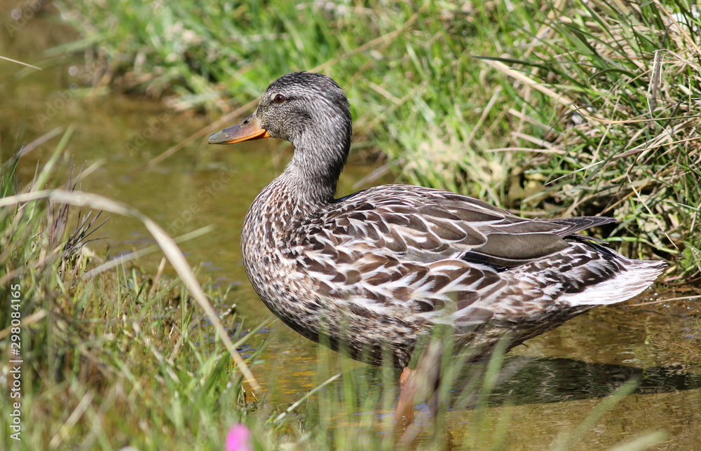 Female Mallard duck, Anas platyrhynchos, or American black duck (Anas rubripes) bird of Greenland Female Mallard duck, Anas platyrhynchos, or American black duck (Anas rubripes) bird of Greenland