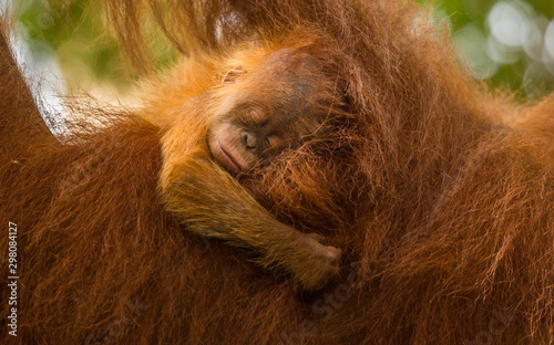 Bébé orang outan