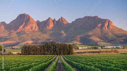 Sunset over vineyards
