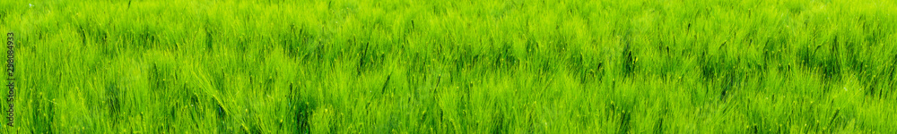 Panorama Grünes Getreide Weizen Weizenfeld